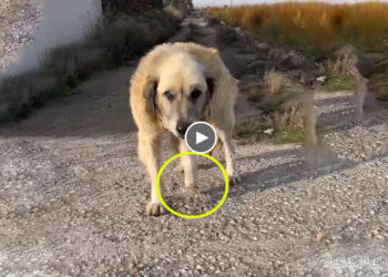 He Limped Over to Beg For Help, The Noble Dog Was So Cute That Made Me Very Emotional