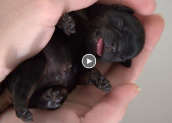 Heartless people left two little puppies on the trash to end in pain, they crying for help!