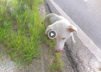 The 3-Legged Mama Dog Tries to Find Food to Feed Her 3 Injured Puppies Even Though Exhausted