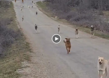 Homeless Dogs Starving on The Street Have Been Helped by A Nice Guy…