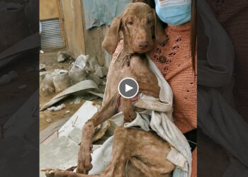 He Was Helpless & Shrunk Into a Corner After Suffering Many Misfortunes