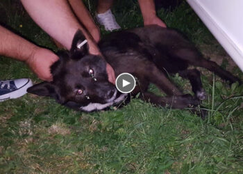 She’s just crying, looking for a friend dog who lived long time with her on the street because…