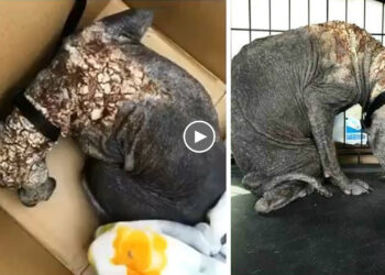 He Doesn’t Want to Be Seen, He Shivers in Fear at Being Touched, He’s Lost, Confused, Broken…