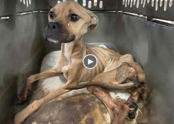She was neglected for a long time without food so she only skins and bones and unable to stand!