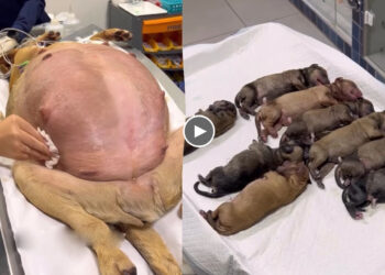 63 Days Pregnant Dog Ran to My Gate Asking for Help