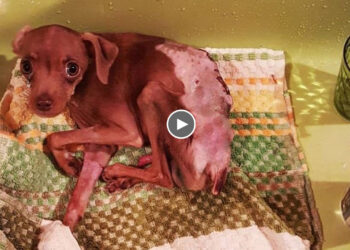 8 Month Old Skinny Puppy’s Tears Awakened My Heart