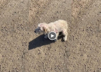 He was left on the street, wandering in pain, begging people passbyer for food and help