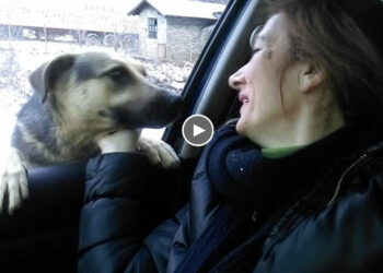 He jumps in front of the car and stopped us, he is begging us like please take me take me…