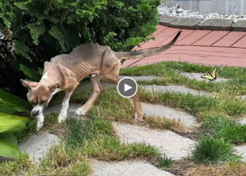 Weak And Skeletal, He Was Discovered Covered in His Own Filth.