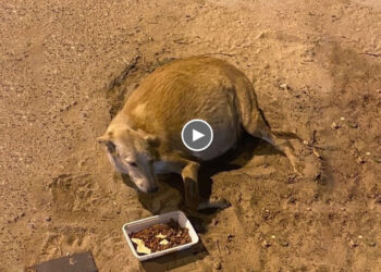 Pregnant Dog Mom Collapsed from Hunger, Begging Passersby for Help But No One Cared About Her