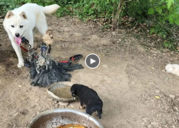 Neglected & Starving A Heartbreaking Story of a Mama Dog and her Pups Rescued from a Life of Misery