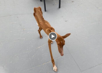 With His Last Strength, He Staggered to The People Walking Their Dogs For Help