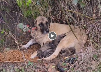 She Hugs Puppies, Crying For The Boring Life of Being Abandoned, No One Cares in Midst of Dangers