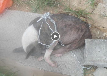 She Fell Into a Precipice And Lost All Chances of Survival Until She Met This Kind Person