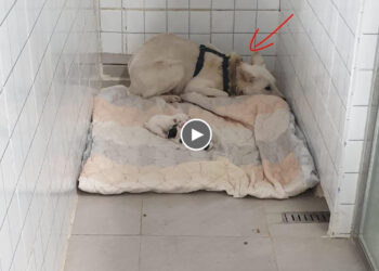 She was mistreated with a steel wire around her neck for years so terrified hide in the corner…