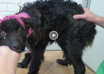 She’s wandering on the street with a neck was tightened by a wire. She can not eat, drink or bark.