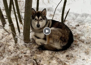 He Was Sad, Lonely, Waiting For His Owner In The Cold Snow