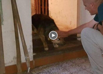 Whole her life never see the sun, she was prison in the apartment for 10 months until kind man come