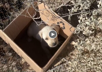 Little Puppy Abandoned in a Box on The Railroad Tracks, He Cried Because Missed His Mom