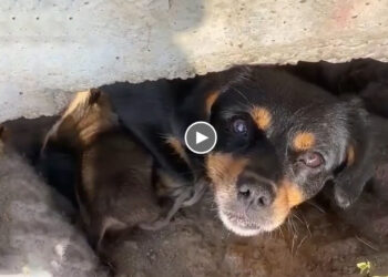 Mama Dog Was Surprised to Be Helped After Millions of People Were Indifferent to Her Situation