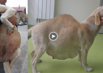 Heartless owner dumped a pregnant dog in the middle of city. She screamed so loudly but no one help