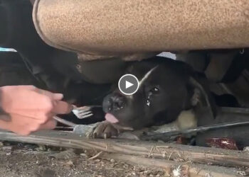 The Wonderful Woman Convinced The Sad Pregnant Dog Under The Truck