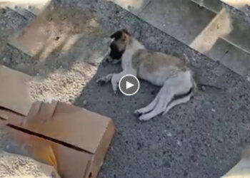 He Fainted On The Street At The Indifference of Passersby