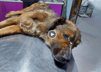 His Cries For Help Went Unheard as People Hurried By, Unaware of The Poor Plight of The Helpless Dog