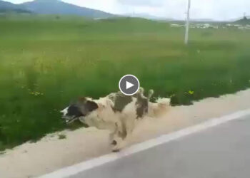 She’s running and running, running hungry as if she is saying “please take me with you”