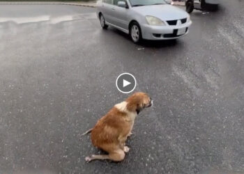 Every day, This Kind Mother Still Drags Thin Body To The Street to Ask for Food to Bring Back Pups