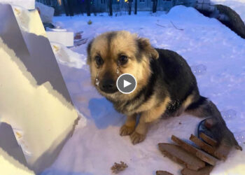 With Tears Running Down Her Face, She Rushed to Beg Us To Help Her Puppies