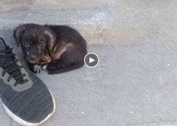 The Little Orphaned Puppy Was Upset And Leaned On My Hand to Seek Help