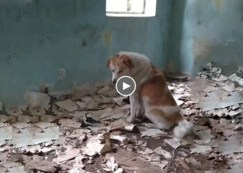 Loyal Dog Waits for Owner to Come Back to Pick Him in Dilapidated House, Crying Until He Goes Blind