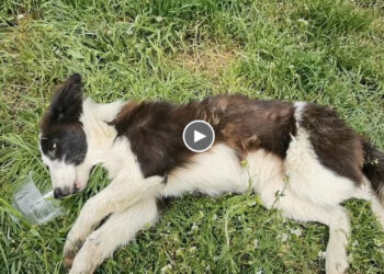 He’s Been Unconscious for 3 Days, Can’t Drink Water But Still Tries to Raise Head & Beg for Help