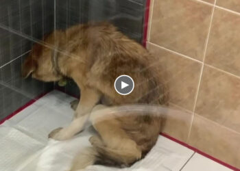 Whole life was chained in frozen and starved… he’s terrified with human, hide in the corner!