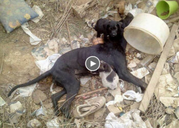 She Looked Up At The 3 Puppies, Kissed Them Lightly, Exhausted, Couldn’t Take Care of The Puppies