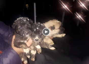 The Car Left, They Left 3 Small Puppies Crying Bitterly, Covered with Cold Snow