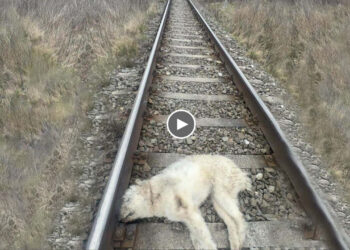 She was left between the railway for 2 days, almost 99% not alive without being able to move!