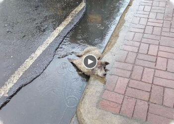 Imagine Being so Helpless In The Street, Drenched in The Rain While Taking in All The Pain…