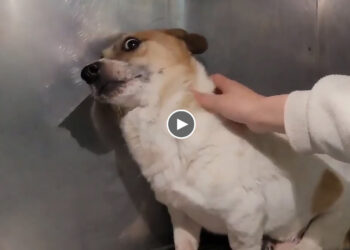 He Completely Lost Faith in Humanity After Being Neglected for a Long Time in a Small Local Shelter