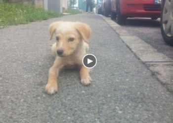 After getting sick, she was abandoned on the road alone, don’t know what just happened!