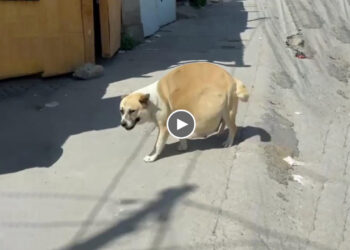 Heavy pregnant dog asking for help her puppies on the street, she gave everything for her babies!