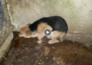 He’s in terrified, try to hide in the corner away people and everything! What happened to him?