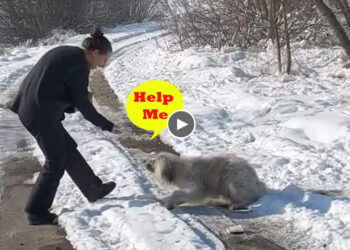 In the Middle of The Snowy Road, The Cute Dog Ran To Hug Me And Wanted to Make Friends