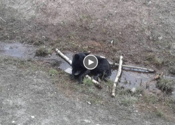 He Fell Into a Ditch And Kept Calling for Help From Passersby…