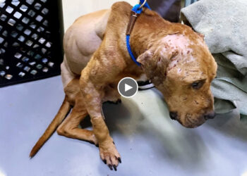 He Was Limping Badly, Covered in Bite Wounds, Don’t Dare to Look at People