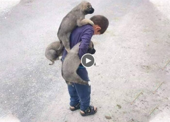 HAPPY to Rescue a Family of Homeless Dogs From Illness And Hunger On The Street