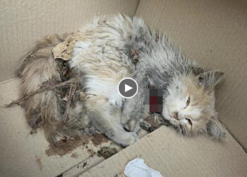 No one believe he will alive over the night but he beat all odds and thrive now!