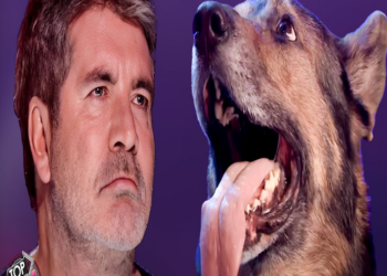 AWW! Most HEARTWARMING Dog Auditions on Got Talent 2024!
