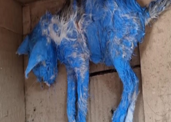 They Painted Her Blue For Fun Then Discarded Her Crying In The Middle Of The Rain…